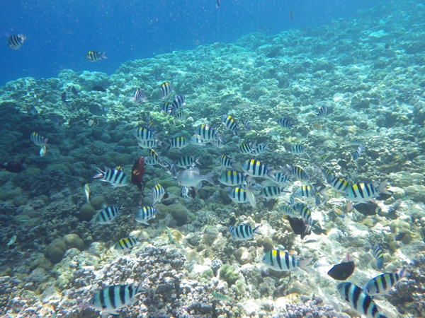 海岛游排名！2017最新海岛游排名