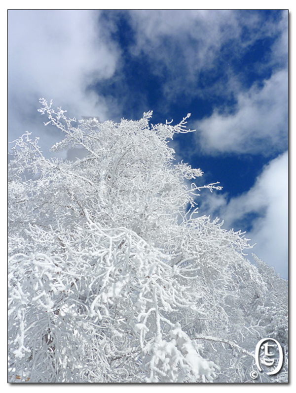 让暴风雪来得更猛烈些吧！_图16