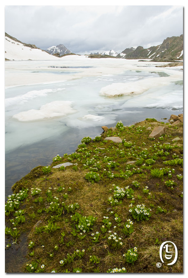 爬雪山过草地 – Lost Man Loop_图8