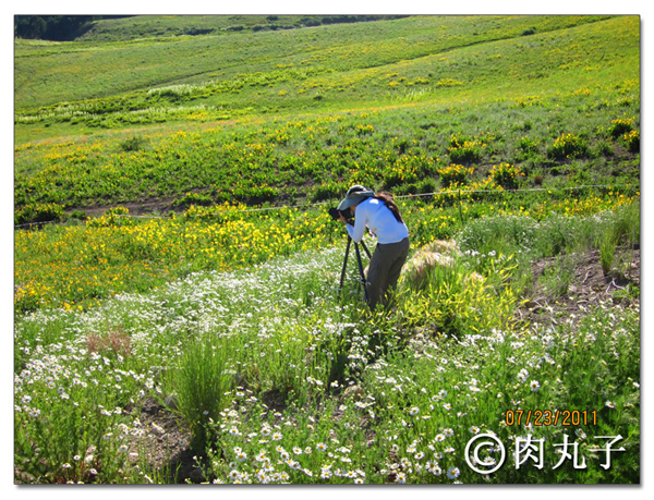 搞快点，搞快点，到科州来看花咯！- Crested Butte 的野花_图8