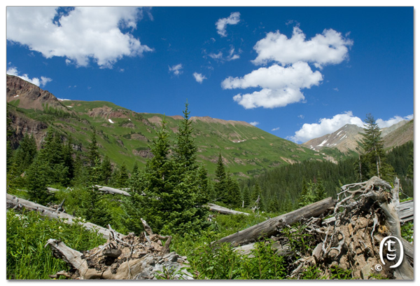 搞快点，搞快点，到科州来看花咯！- Crested Butte 的野花_图9