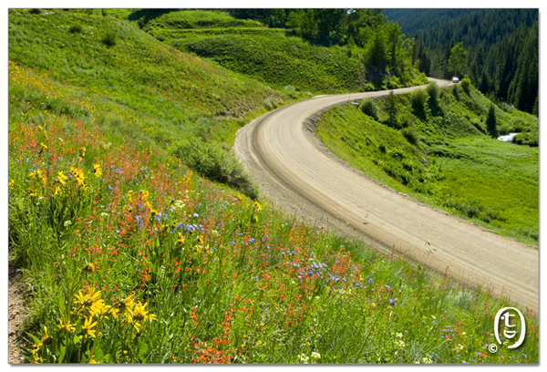 搞快点，搞快点，到科州来看花咯！- Crested Butte 的野花_图10