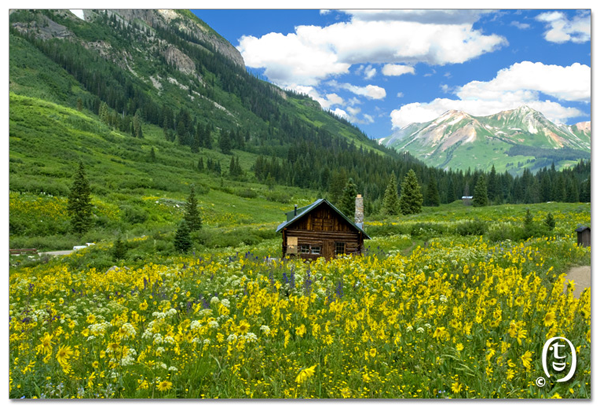 搞快点，搞快点，到科州来看花咯！- Crested Butte 的野花_图2