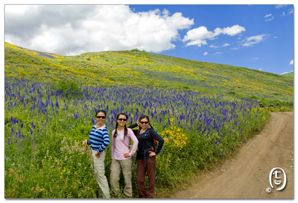 搞快点，搞快点，到科州来看花咯！- Crested Butte 的野花_图3