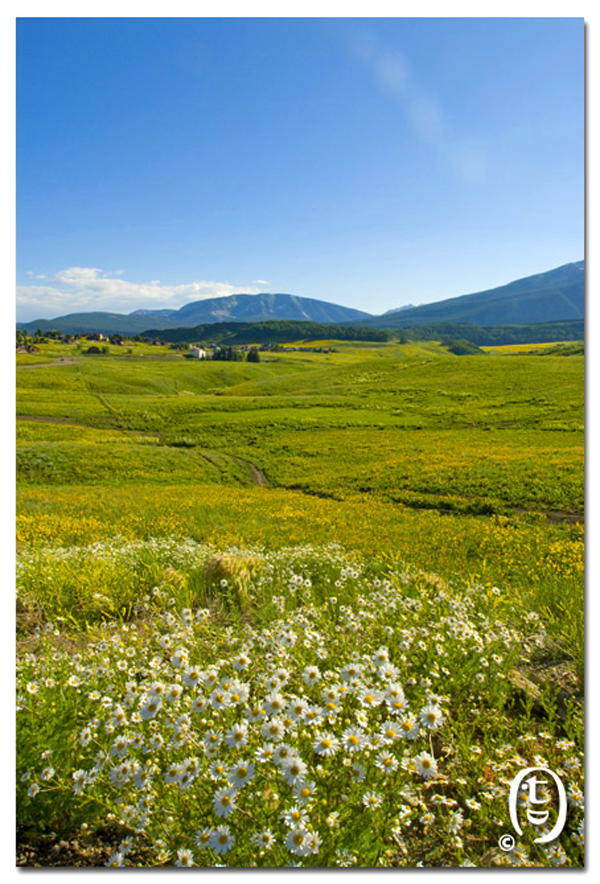 搞快点，搞快点，到科州来看花咯！- Crested Butte 的野花_图4