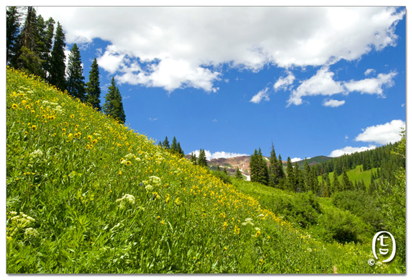 搞快点，搞快点，到科州来看花咯！- Crested Butte 的野花_图5