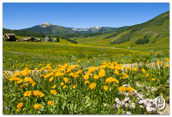 搞快点，搞快点，到科州来看花咯！- Crested Butte 的野花_图6