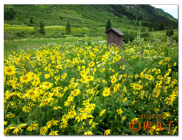 搞快点，搞快点，到科州来看花咯！- Crested Butte 的野花_图7