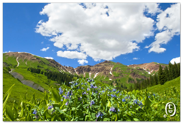 搞快点，搞快点，到科州来看花咯！- Crested Butte 的野花_图11