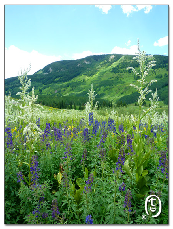 搞快点，搞快点，到科州来看花咯！- Crested Butte 的野花_图12