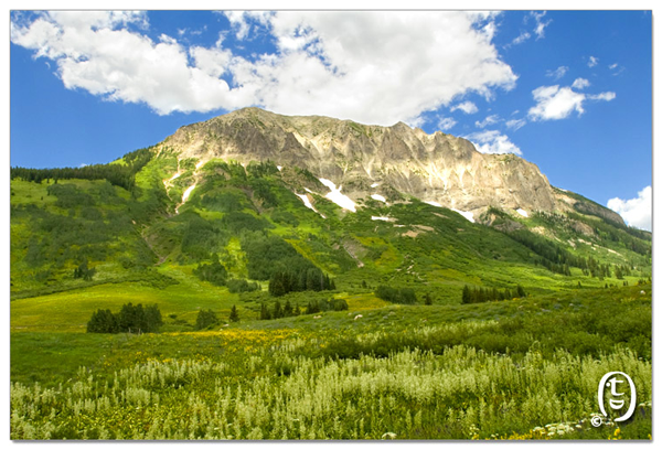 搞快点，搞快点，到科州来看花咯！- Crested Butte 的野花_图13