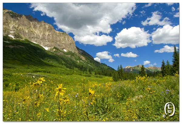 搞快点，搞快点，到科州来看花咯！- Crested Butte 的野花_图14