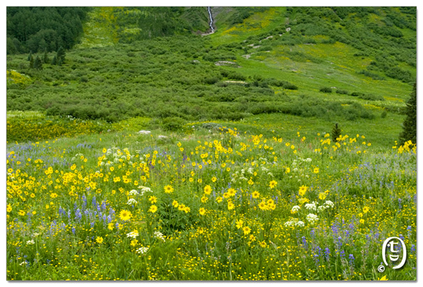 搞快点，搞快点，到科州来看花咯！- Crested Butte 的野花_图15