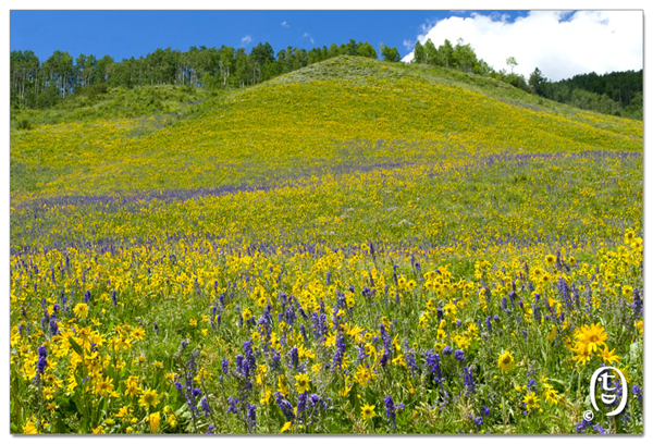 搞快点，搞快点，到科州来看花咯！- Crested Butte 的野花_图1