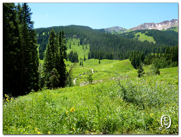 搞快点，搞快点，到科州来看花咯！- Crested Butte 的野花_图2