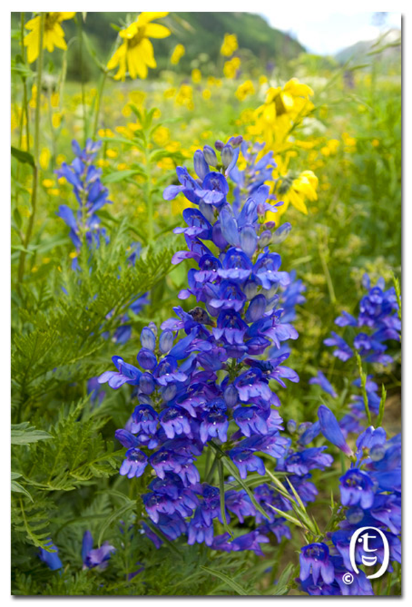 搞快点，搞快点，到科州来看花咯！- Crested Butte 的野花_图4