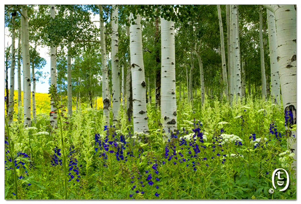 搞快点，搞快点，到科州来看花咯！- Crested Butte 的野花_图6