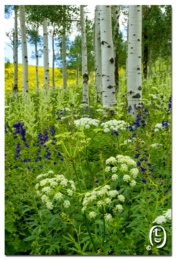 搞快点，搞快点，到科州来看花咯！- Crested Butte 的野花_图7