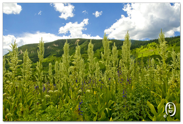 搞快点，搞快点，到科州来看花咯！- Crested Butte 的野花_图8