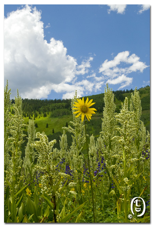 搞快点，搞快点，到科州来看花咯！- Crested Butte 的野花_图9