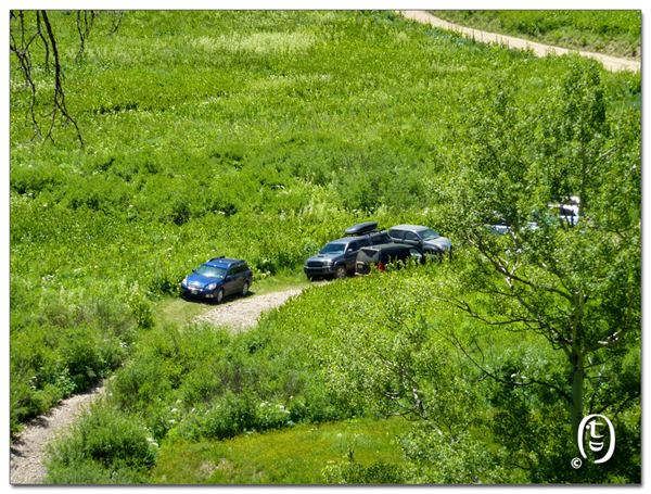 搞快点，搞快点，到科州来看花咯！- Crested Butte 的野花_图12