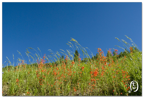 搞快点，搞快点，到科州来看花咯！- Crested Butte 的野花_图15