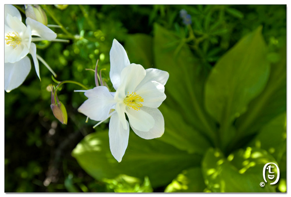 搞快点，搞快点，到科州来看花咯！- Crested Butte 的野花_图26