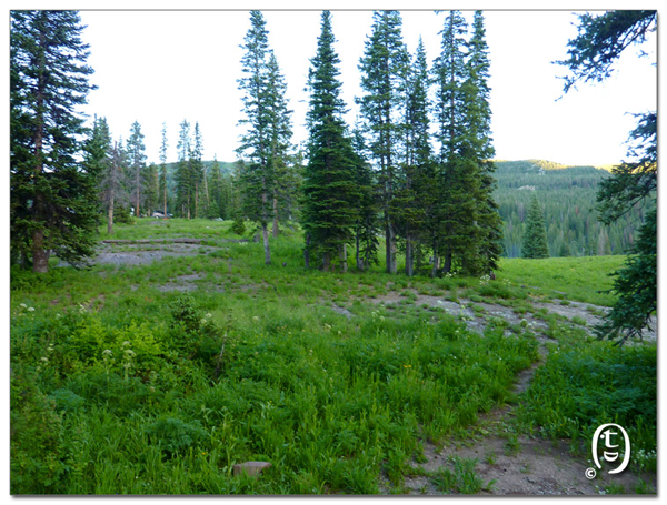 搞快点，搞快点，到科州来看花咯！- Crested Butte 的野花_图3