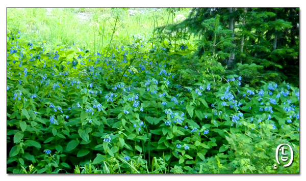 搞快点，搞快点，到科州来看花咯！- Crested Butte 的野花_图4