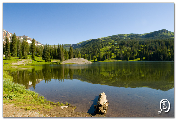 搞快点，搞快点，到科州来看花咯！- Crested Butte 的野花_图9