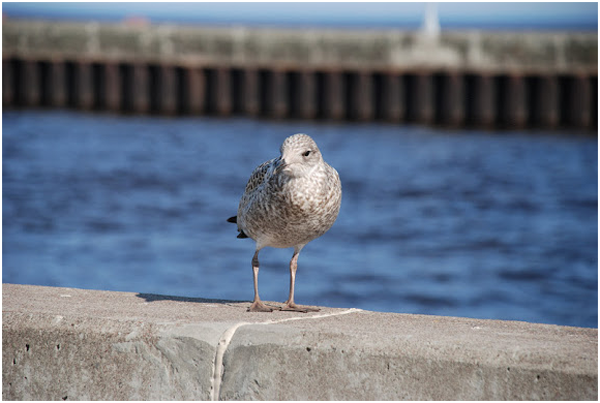 从 Duluth Bay 到 Minneapolis_图7